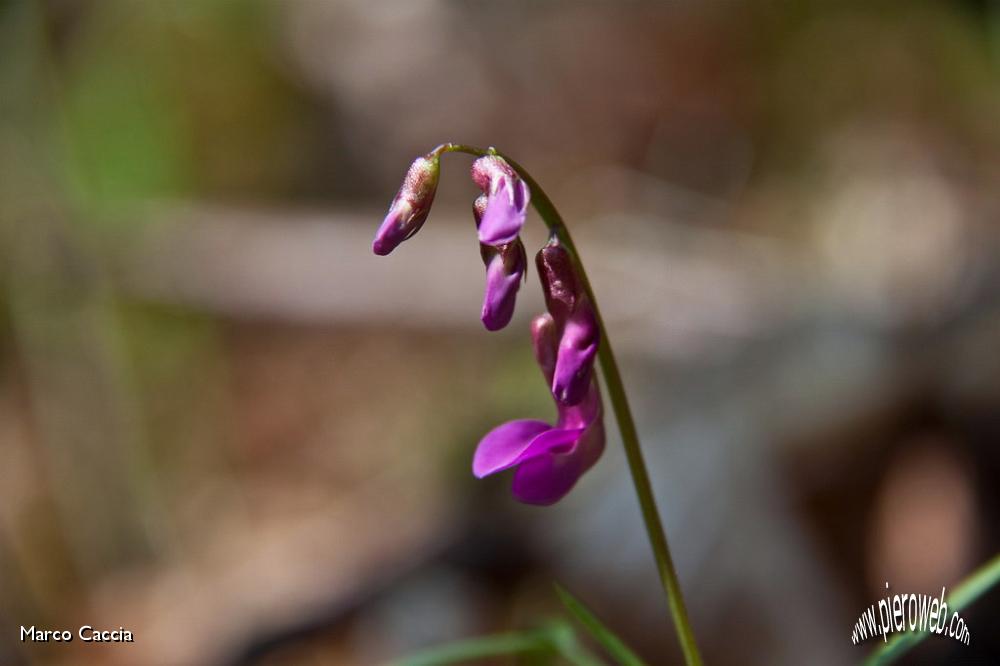 31_Lathyrus vernus (cicerchia primaticcia).jpg